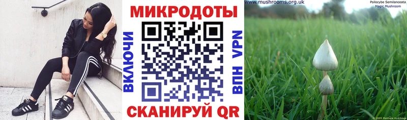 Галлюциногенные грибы Psilocybine cubensis  Татарск 